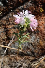 Hesperolinon congestum