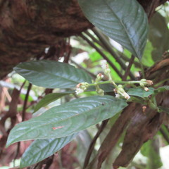 Palicourea caerulea
