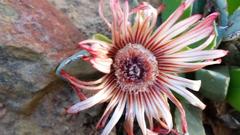 Acrodon bellidiflorus