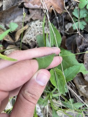 Symphyotrichum anomalum