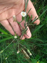 Symphyotrichum subulatum squamatum
