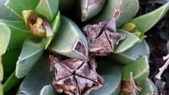 Acrodon bellidiflorus