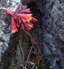 Blandfordia punicea