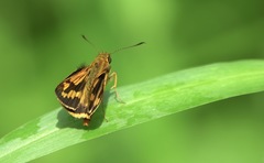 Taractrocera luzonensis