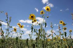 Helianthus annuus