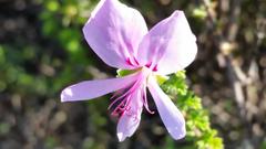 Pelargonium crispum