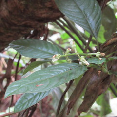 Palicourea caerulea