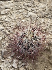 Sclerocactus polyancistrus
