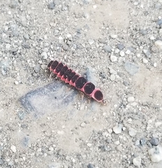 Microphotus angustus