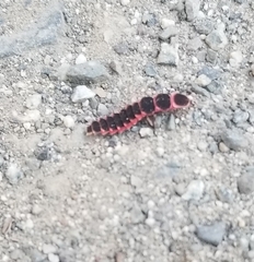 Microphotus angustus