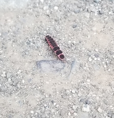 Microphotus angustus