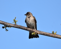 Stelgidopteryx serripennis