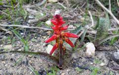 Lachenalia bulbifera