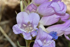 Penstemon jamesii