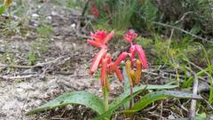 Lachenalia bulbifera
