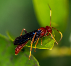 Trogomorpha trogiformis