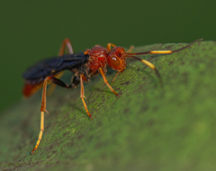 Trogomorpha trogiformis