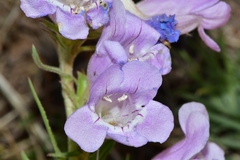 Penstemon jamesii