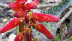 Lachenalia bulbifera