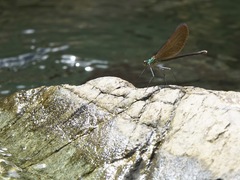 Neurobasis luzoniensis