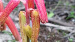 Lachenalia bulbifera