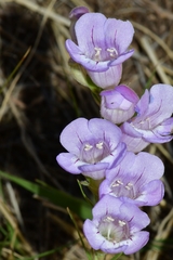 Penstemon jamesii