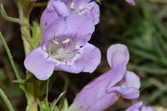 Penstemon jamesii