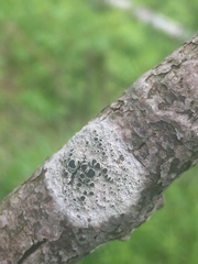 Lecanora circumborealis