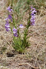 Penstemon jamesii