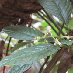 Palicourea caerulea