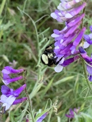 Bombus vandykei