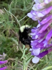 Bombus vandykei