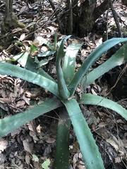 Agave inaequidens