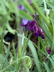 Bombus vandykei