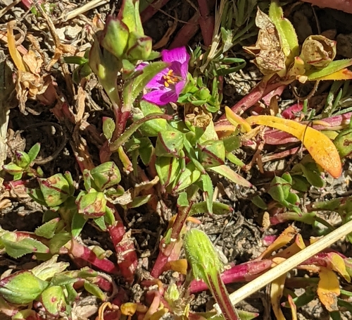 iNaturalist observation photo of redmaids