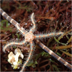 Ophiothrix spiculata