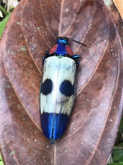 Chrysochroini