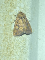 Perigea xanthioides