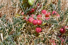 Astragalus crassicarpus