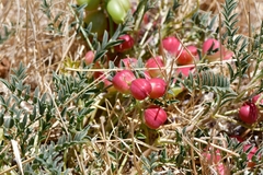 Astragalus crassicarpus