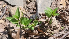 Solanaceae