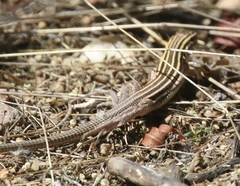 Aspidoscelis uniparens