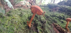 Gymnopilus eucalyptorum