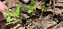Solanaceae