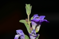Scutellaria potosina