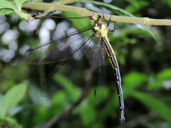 Suphalomitus formosanus