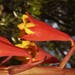 Blandfordia punicea - Photo (c) Tindo2, alguns direitos reservados (CC BY-NC)