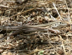 Aspidoscelis uniparens