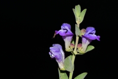 Scutellaria potosina