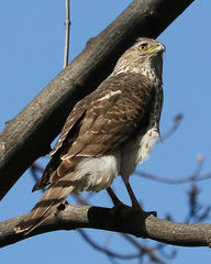 Accipiter cooperii